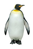 Emperor penguin against white background