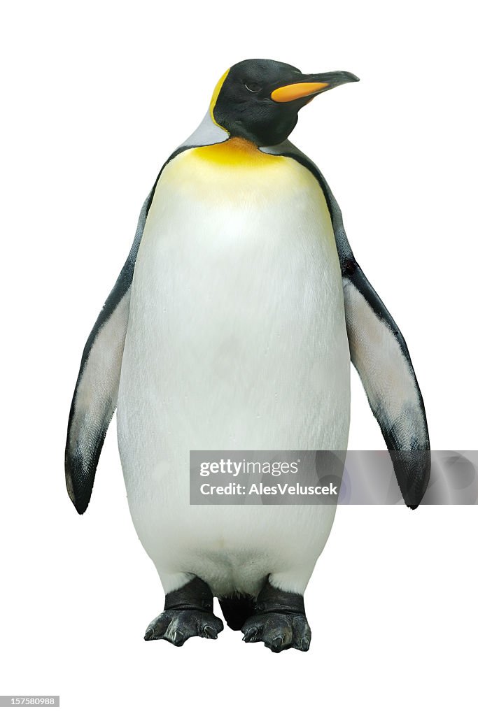 Emperor penguin against white background