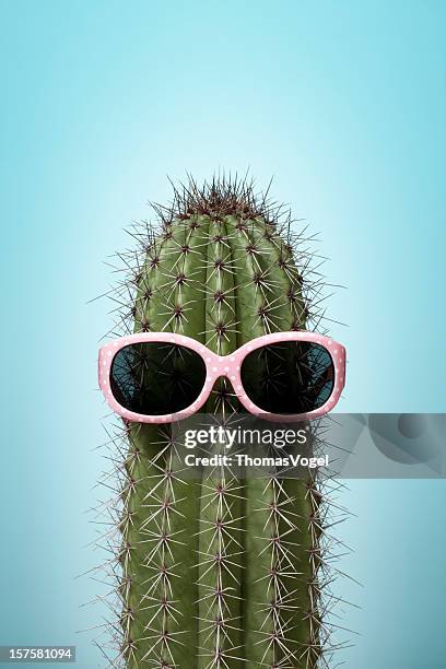 cactus with pink sunglasses on blue - kaktus bildbanksfoton och bilder