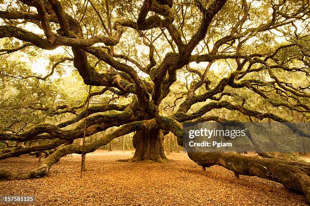 alte angel oak nahe charleston - baum wurzel stock-fotos und bilder