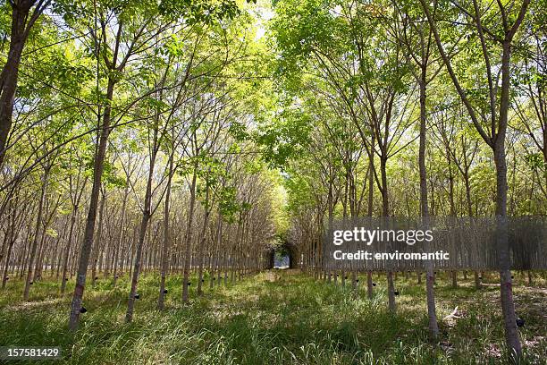 rubber tree background. - rubber tree stock pictures, royalty-free photos & images