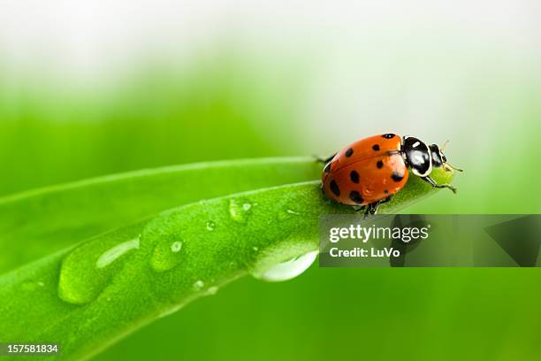 marienkäfer - ladybug stock-fotos und bilder