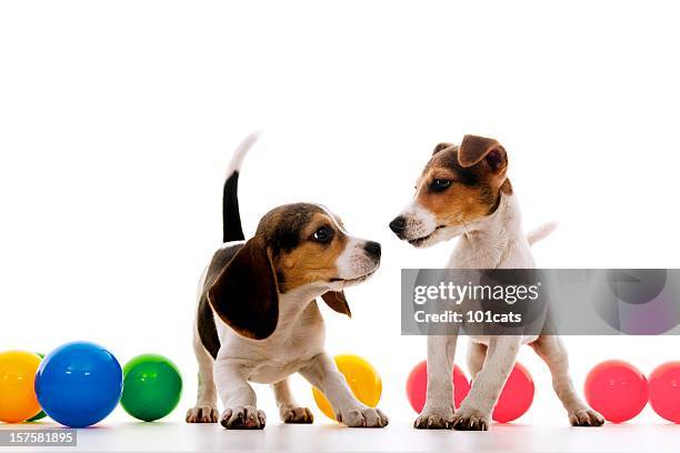 time to play - puppies playing stock pictures, royalty-free photos & images