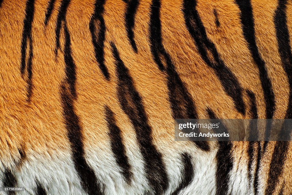 Tiger Skin XXXL