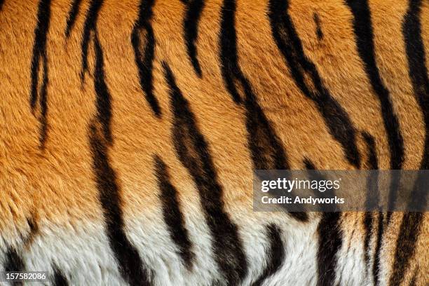 tiger skin xxxl - tiger pattern stock pictures, royalty-free photos & images