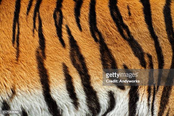 tiger skin xxxl - animal markings bildbanksfoton och bilder