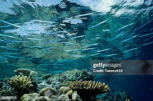 arrecife de punta fina - aguja imperial fotografías e imágenes de stock