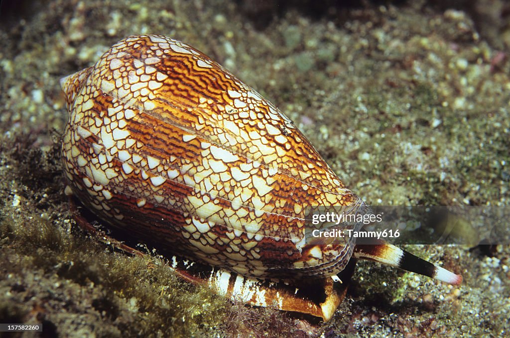Textile Cone Shell