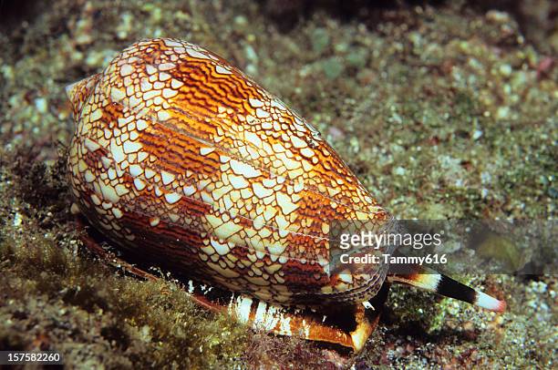 textile cone shell - sea mollusc stock pictures, royalty-free photos & images