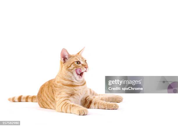 cat licking his lips - cat tongue stock pictures, royalty-free photos & images