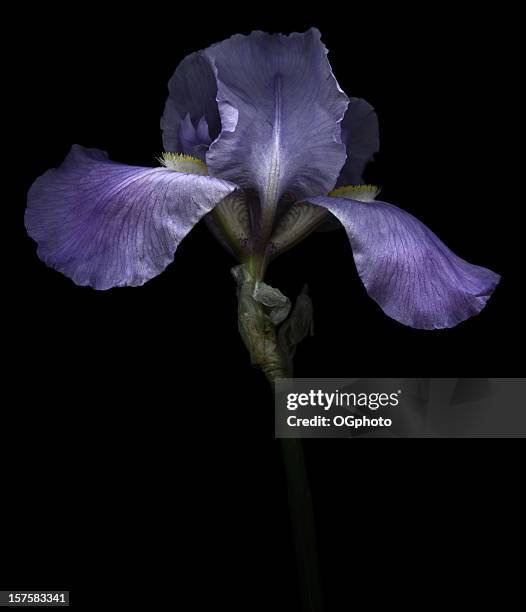 purple iris - the purple iris stock pictures, royalty-free photos & images