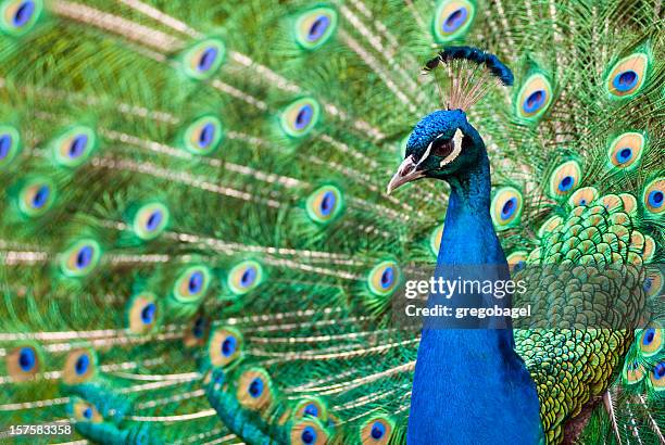 peacock con feathers - zoo fotografías e imágenes de stock