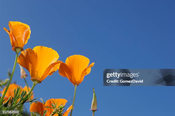 low angle close-up of blooming california poppy wildflowers - california poppy stock pictures, royalty-free photos & images