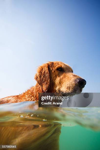 dog swimming in sea - dog swimming stock pictures, royalty-free photos & images