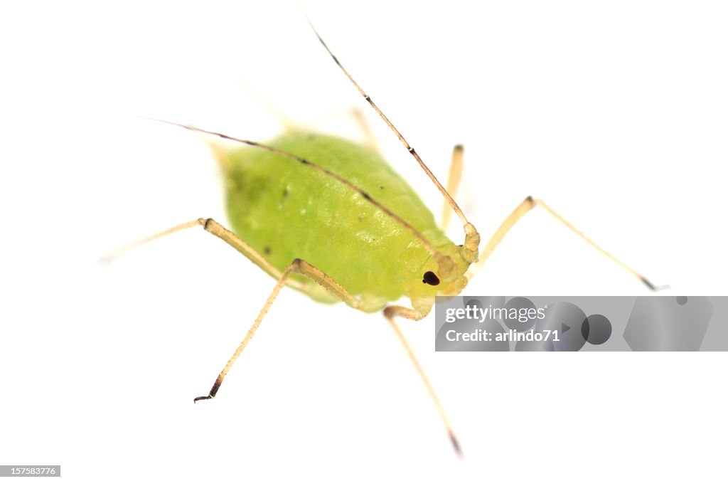 Isolated close up of a green aphid