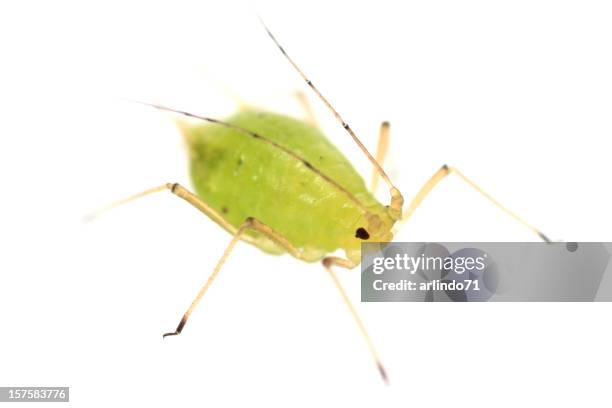 isolated close up of a green aphid - aphid stock pictures, royalty-free photos & images