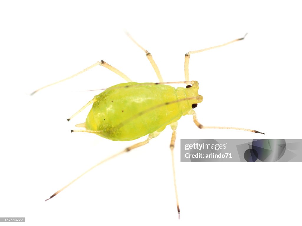 Isolated Aphid (XXL)