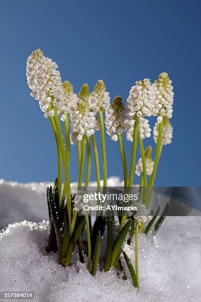 grape hyacinth &#8220;album&#8221; (muscari botryoides) - muscari botryoides stock pictures, royalty-free photos & images