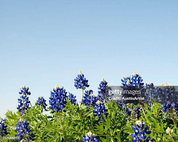 bluebonnets against a blue sky - texas bluebonnets stock pictures, royalty-free photos & images