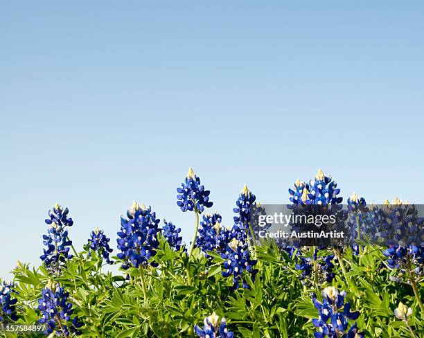 bluebonnets against a blue sky - blue bonnet flower stock pictures, royalty-free photos & images
