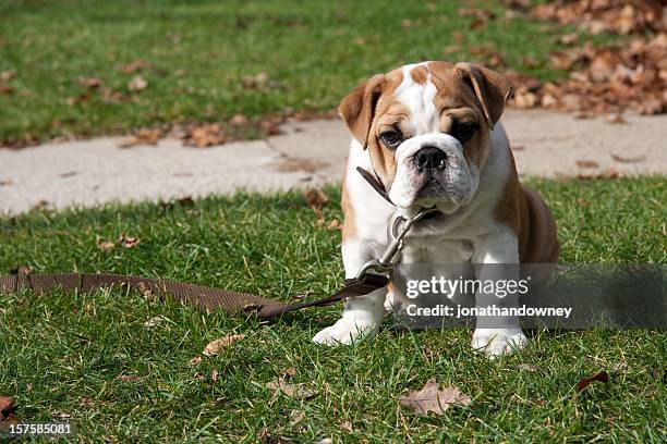 chiot bouledogue anglais - bouledogue anglais photos et images de collection