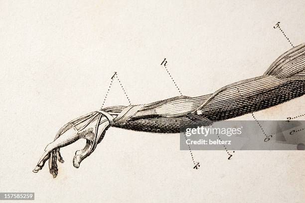 ilustraciones, imágenes clip art, dibujos animados e iconos de stock de brazo de grabado - ilustración biomédica