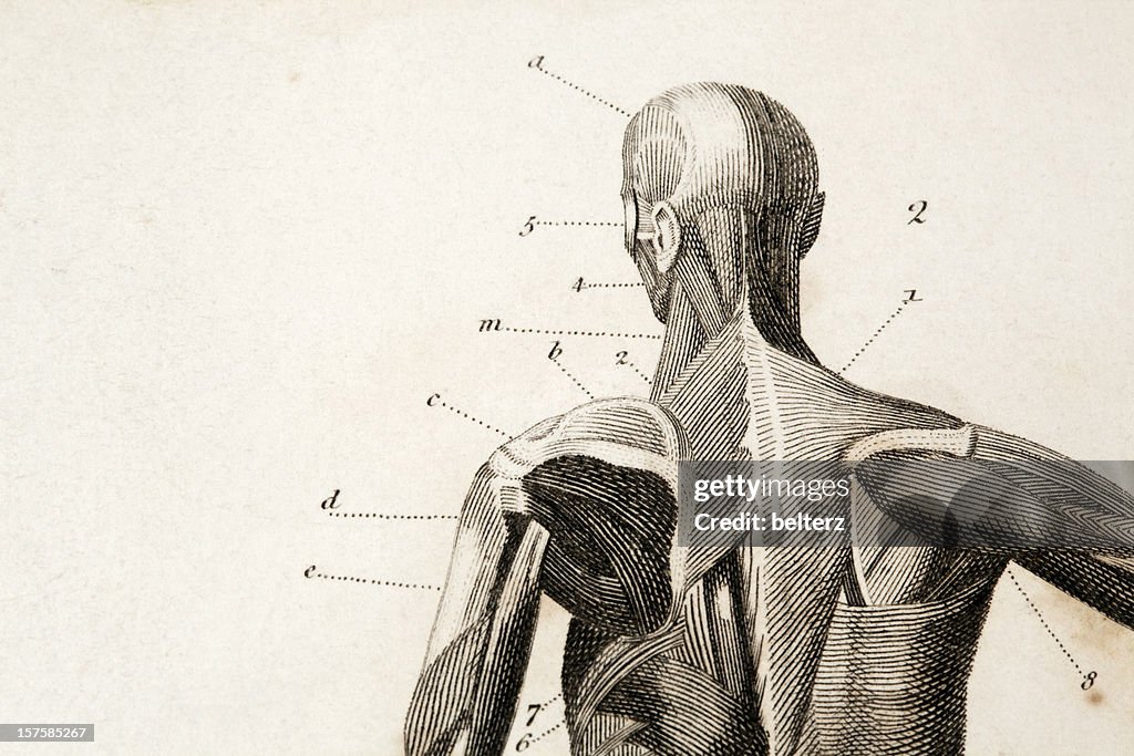 Anatomía de grabado