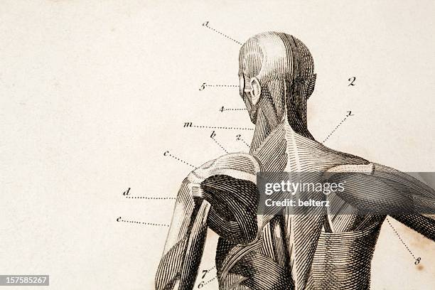 stockillustraties, clipart, cartoons en iconen met anatomy engraving - menselijke spier