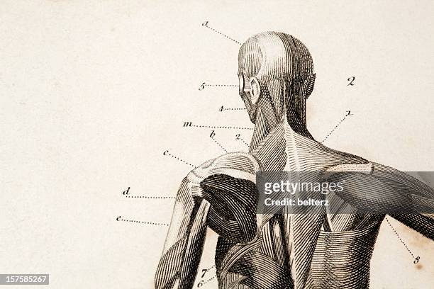 anatomy engraving - human body part stock illustrations