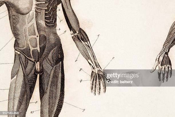 stockillustraties, clipart, cartoons en iconen met anatomy engraving - ledematen lichaamsdeel