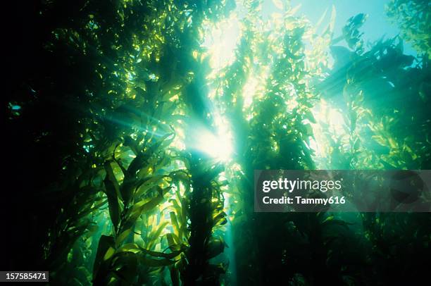 underwater forest of green kelp - underwater sunlight stock pictures, royalty-free photos & images