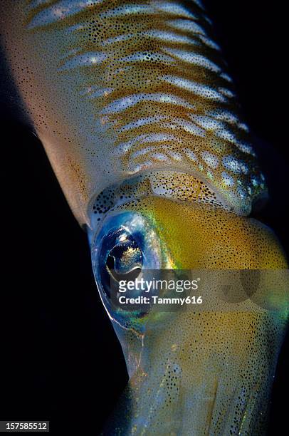 undersea alien - bioluminescence 個照片及圖片檔