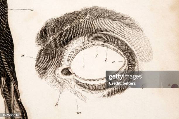 stockillustraties, clipart, cartoons en iconen met eye engraving - human body part