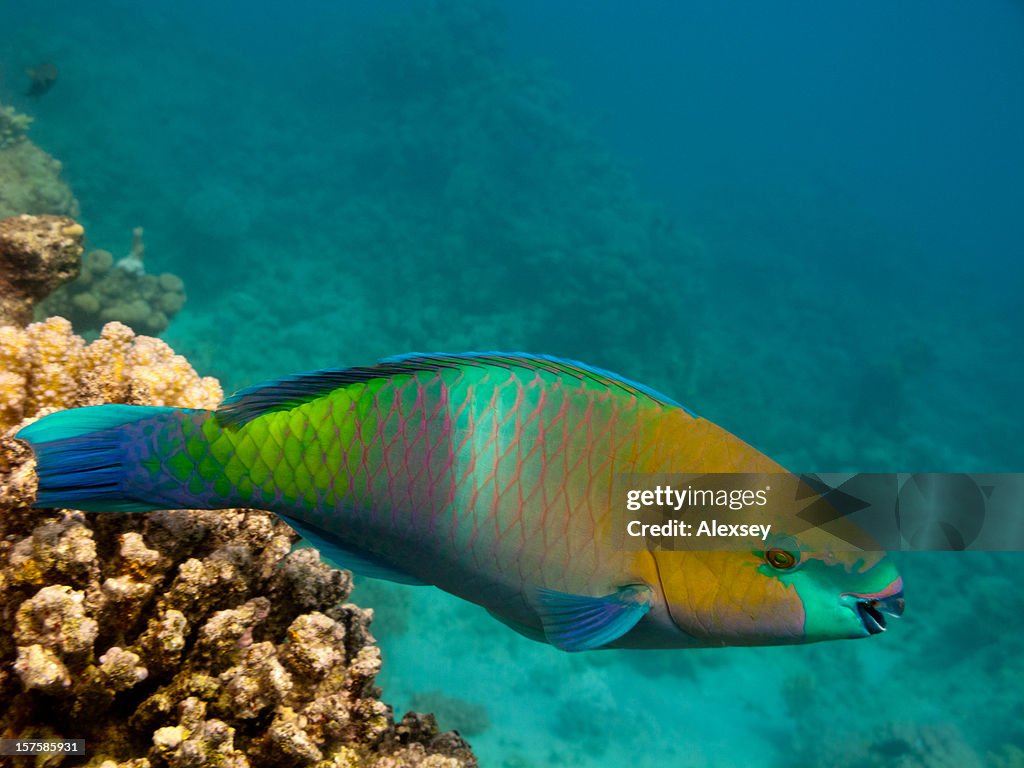 Pesce pappagallo Mar Rosso