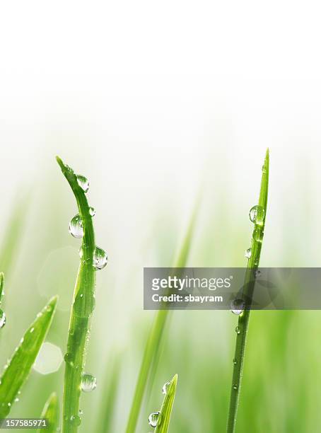 wet blades weizen-gras - blades of grass stock-fotos und bilder