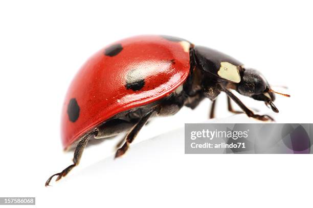 isolated ladybug (xxxl) - coccinella stock pictures, royalty-free photos & images