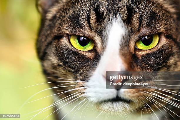 domestic cat - face with yellow, green eyes macro - calico cat stock pictures, royalty-free photos & images