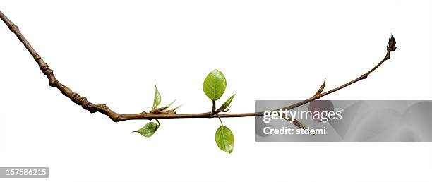 jeunes feuilles - twig photos et images de collection