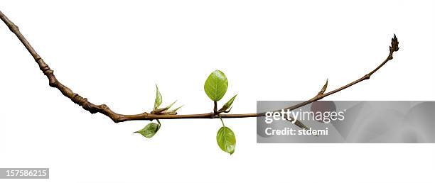 young leaves - isolated twig stockfoto's en -beelden