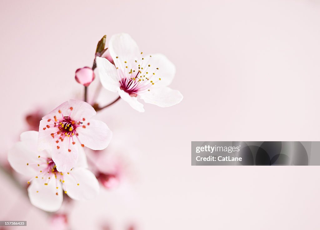 Sakura Kirsche Blüte