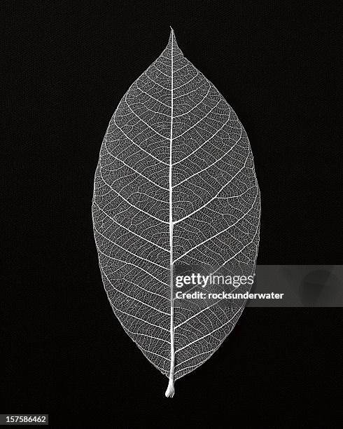 skeleton leaf - leaf skeleton stock pictures, royalty-free photos & images