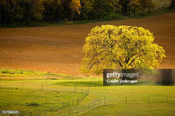 rural autumn scenic in the midwest. - iowa v minnesota stockfoto's en -beelden