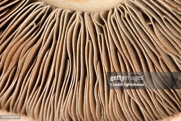 mushroom - edible mushroom stock pictures, royalty-free photos & images