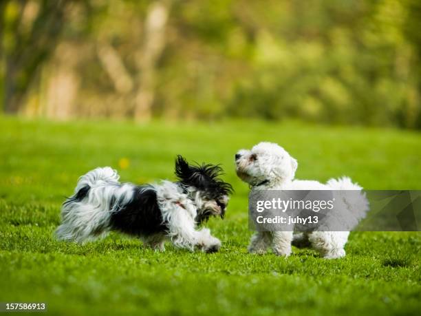 spielen hunde - havaneser stock-fotos und bilder