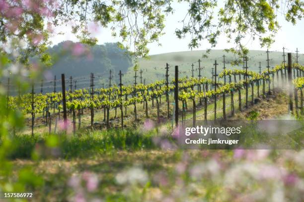 paesaggio di primavera con la napa valley, california. - azienda vinicola foto e immagini stock