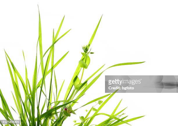 green grass - blade of grass stock pictures, royalty-free photos & images