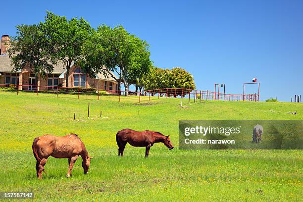 horses in a ranch on s sunny day - ranch stockfoto's en -beelden