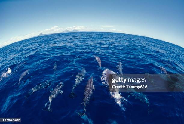 dolphin delight, stenella longirostris - papua new guinea school stock pictures, royalty-free photos & images