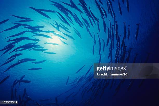 twirl azul - school of fish fotografías e imágenes de stock