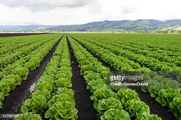 rows of romaine lettuce under cloudy sky growing on farm - lettuce stock pictures, royalty-free photos & images